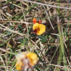 Pultenaea capitellata at Booth, ACT - 18 Nov 2022