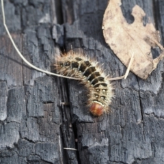 Pterolocera (genus) (Antheliid moth) at Namadgi National Park - 18 Nov 2022 by RAllen