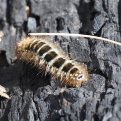 Pterolocera (genus) at Booth, ACT - 18 Nov 2022