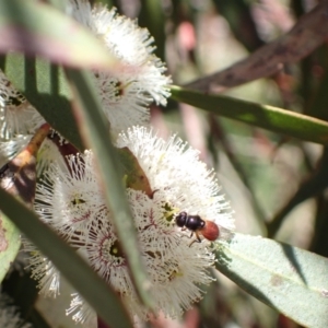 Psilota rubra at Murrumbateman, NSW - 8 Nov 2022 01:37 PM