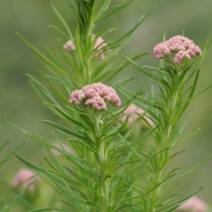 Cassinia aculeata subsp. aculeata at Booth, ACT - 18 Nov 2022