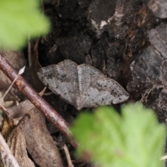 Taxeotis intextata (Looper Moth, Grey Taxeotis) at Namadgi National Park - 18 Nov 2022 by RAllen