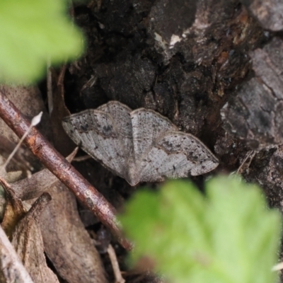 Taxeotis intextata (Looper Moth, Grey Taxeotis) at Booth, ACT - 18 Nov 2022 by RAllen