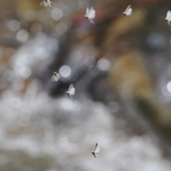 Trichoptera sp. (order) (Unidentified Caddisfly) at Namadgi National Park - 19 Nov 2022 by RAllen