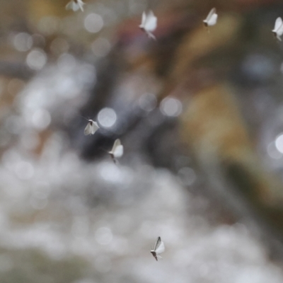 Trichoptera sp. (order) (Unidentified Caddisfly) at Paddys River, ACT - 19 Nov 2022 by RAllen