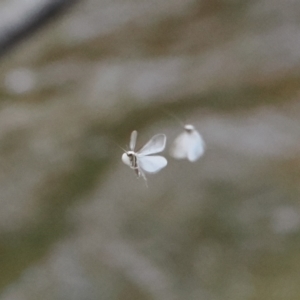 Trichoptera (order) at Paddys River, ACT - 19 Nov 2022 11:08 AM