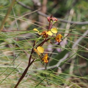 Diuris semilunulata at Paddys River, ACT - 19 Nov 2022