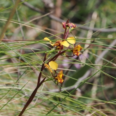Diuris semilunulata (Late Leopard Orchid) at Gibraltar Pines - 19 Nov 2022 by RAllen