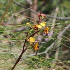 Diuris semilunulata (Late Leopard Orchid) at Gibraltar Pines - 19 Nov 2022 by RAllen