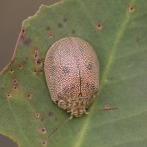 Paropsis atomaria at Scullin, ACT - 19 Nov 2022