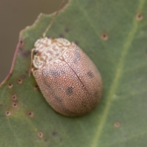 Paropsis atomaria at Scullin, ACT - 19 Nov 2022