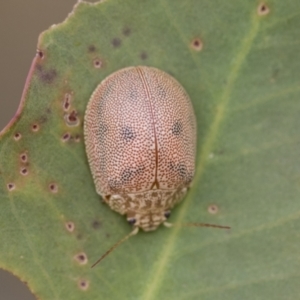 Paropsis atomaria at Scullin, ACT - 19 Nov 2022