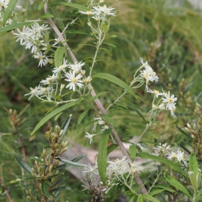 Olearia lirata (Snowy Daisybush) at Gibraltar Pines - 19 Nov 2022 by RAllen