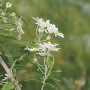 Olearia lirata at Paddys River, ACT - 19 Nov 2022