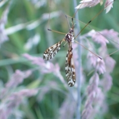 Ischnotoma (Ischnotoma) eburnea (A Crane Fly) at Murrumbateman, NSW - 23 Nov 2022 by SimoneC