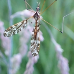 Ischnotoma (Ischnotoma) eburnea at Murrumbateman, NSW - 23 Nov 2022