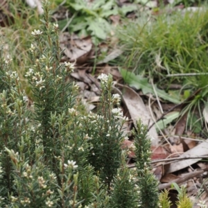 Acrothamnus hookeri at Paddys River, ACT - 19 Nov 2022 11:48 AM