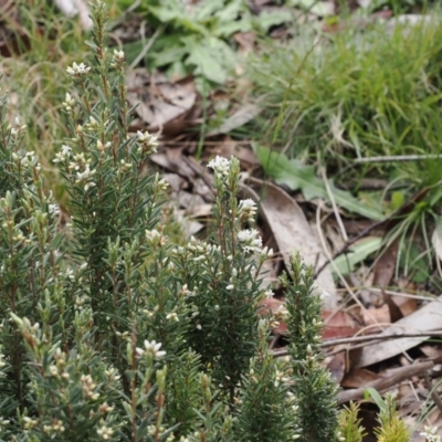 Acrothamnus hookeri (Mountain Beard Heath) at Gibraltar Pines - 19 Nov 2022 by RAllen