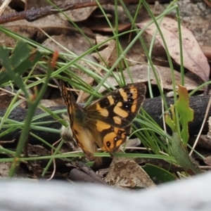 Argynnina cyrila at Paddys River, ACT - 19 Nov 2022