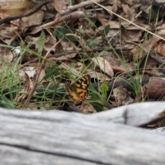 Argynnina cyrila at Paddys River, ACT - 19 Nov 2022 11:51 AM