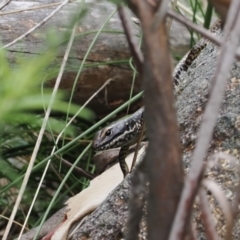 Eulamprus heatwolei (Yellow-bellied Water Skink) at Gibraltar Pines - 19 Nov 2022 by RAllen