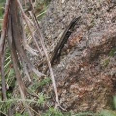 Eulamprus heatwolei at Paddys River, ACT - 19 Nov 2022 12:14 PM