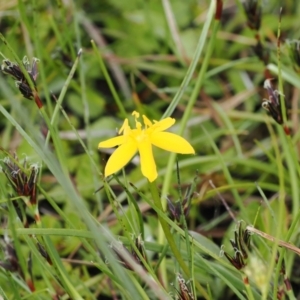 Hypoxis hygrometrica var. hygrometrica at Paddys River, ACT - 19 Nov 2022 12:27 PM