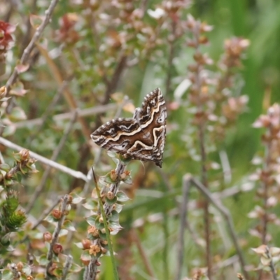 Melitulias graphicata (Mask Carpet) at Paddys River, ACT - 19 Nov 2022 by RAllen