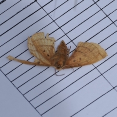 Anthela ocellata (Eyespot Anthelid moth) at Gibraltar Pines - 19 Nov 2022 by RAllen
