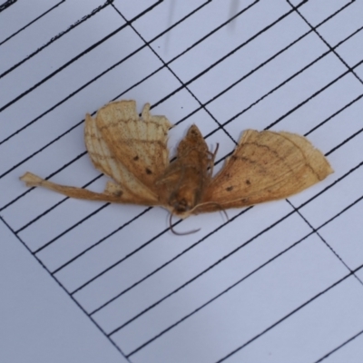 Anthela ocellata (Eyespot Anthelid moth) at Gibraltar Pines - 19 Nov 2022 by RAllen