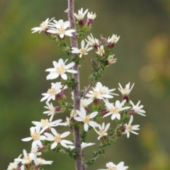 Olearia algida (Alpine Daisy Bush) at Gibraltar Pines - 19 Nov 2022 by RAllen