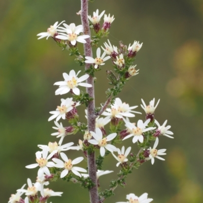 Olearia algida (Alpine Daisy Bush) at Gibraltar Pines - 19 Nov 2022 by RAllen