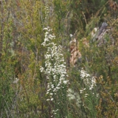 Olearia algida at Paddys River, ACT - 19 Nov 2022 12:32 PM