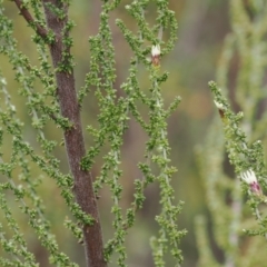 Olearia algida at Paddys River, ACT - 19 Nov 2022 12:32 PM