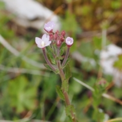 Epilobium billardiereanum subsp. hydrophilum at Gibraltar Pines - 19 Nov 2022 by RAllen