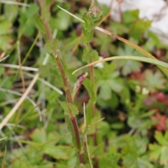 Epilobium billardiereanum subsp. hydrophilum at Paddys River, ACT - 19 Nov 2022