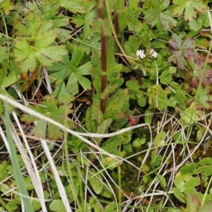 Epilobium billardiereanum subsp. hydrophilum at Paddys River, ACT - 19 Nov 2022