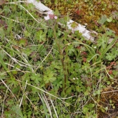 Epilobium billardiereanum subsp. hydrophilum at Paddys River, ACT - 19 Nov 2022