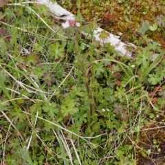 Epilobium billardiereanum subsp. hydrophilum at Paddys River, ACT - 19 Nov 2022 12:34 PM