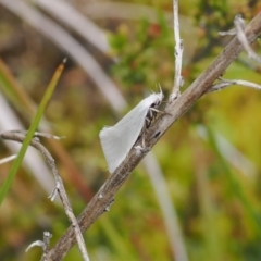 Zacorus carus (Wingia group moth) at Paddys River, ACT - 19 Nov 2022 by RAllen