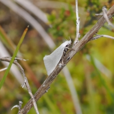 Zacorus carus (Wingia group moth) at Gibraltar Pines - 19 Nov 2022 by RAllen
