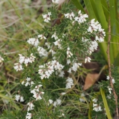 Acrothamnus hookeri (Mountain Beard Heath) at Gibraltar Pines - 19 Nov 2022 by RAllen