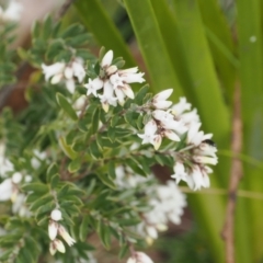 Acrothamnus hookeri at Paddys River, ACT - 19 Nov 2022