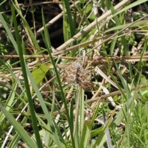 Chrysolarentia interruptata at Paddys River, ACT - 19 Nov 2022 01:21 PM