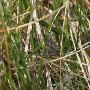 Chrysolarentia symphona at Paddys River, ACT - 19 Nov 2022 01:30 PM