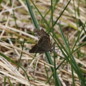 Chrysolarentia symphona at Paddys River, ACT - 19 Nov 2022