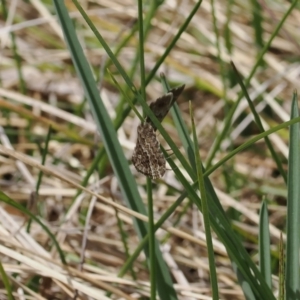 Chrysolarentia symphona at Paddys River, ACT - 19 Nov 2022