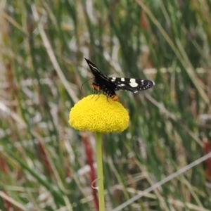 Phalaenoides tristifica at Paddys River, ACT - 19 Nov 2022