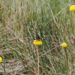 Phalaenoides tristifica at Paddys River, ACT - 19 Nov 2022