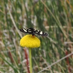 Phalaenoides tristifica at Paddys River, ACT - 19 Nov 2022